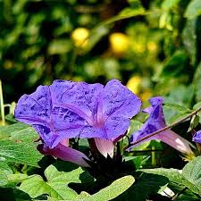 Image result for Ipomoea polymorpha