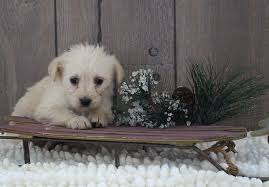 Hours may change under current circumstances Laney A Female Mini Labradoodle Puppy For Sale In Indiana Vip Puppies Puppies Puggle Puppies Labradoodle Puppy