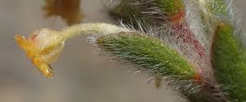 Image result for Struthiola