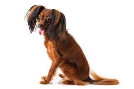 Wenn ihr hund unter blut im stuhl, schwarzem kot oder blutigem durchfall leidet, können ganz unterschiedliche ursachen dahinterstecken. Analdrusenentzundung Beim Hund Schlittenfahren Analdruse Entleeren