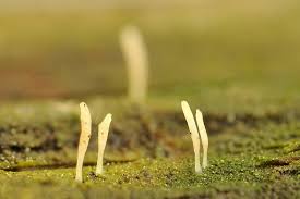 Image result for Multiclavula mucida