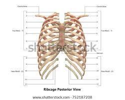 The ribs are considered fixed at their posterior attachments to the thoracic vertebrae. Rib Cage Posterior View Labeled Mid Semester Exam Anatomy 1 With Taylor Jane Sharouni At The Other Attachment Of These Muscles Is Usually Considered To Be Either Superior Or