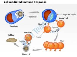 13 Skillful Cell Mediated Immunity Ppt