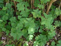 Image result for Oxalis tetraphylla