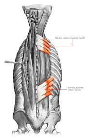 Functions of the upper back muscles. Back Muscles 28 Major Muscles Of The Back Earth S Lab