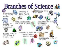Branches Of Science Graphic Organizer Branches Of Science Science Worksheets Graphic Organizers