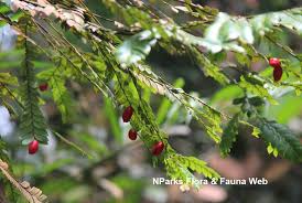 Image result for Anisophyllea quangensis