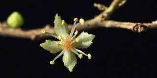 Image result for Dovyalis hispidula