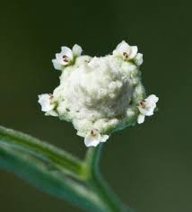 Image result for Parthenium