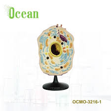Animal cells are typically round and irregular, while plant cells are rectangular and fixed in shape.3 x develop a concept for your model. Biological Plastic Animal Cell Model Model Of Plant Cell Buy Hot Sale The Model Of Plant Cell For Teaching School Teaching Supplies Plant Cell Anatomic Microstructure Model Medical Teaching Model Of Animal Cell Connection
