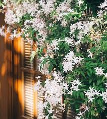 Image result for Congea