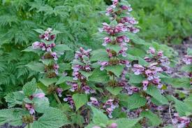Image result for Ocimum lamiifolium