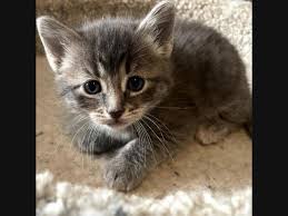 Save a life pet rescue. Latest Pets Up For Adoption In The Chicago Area Chicago Il Patch