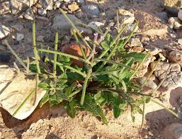 Image result for Stipularia africana