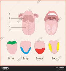 It lies partly in the mouth cavity and partly in the oropharynx. Tongue Anatomy Vector Photo Free Trial Bigstock