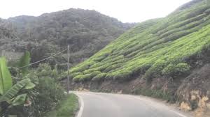 Sjk t ladang sungai papan. Ladang Boh Sungai Palas Cameron Highlands Youtube