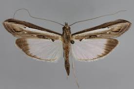 Image result for Euclasta