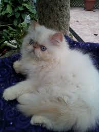 Flame point himalayan kittens cost around $600 to $1,000 from a good breeder. Flame Point Himalayan Male Kitten Sold Liz Top Cat
