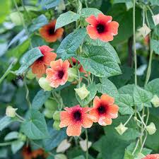 Image result for Thunbergia vogeliana