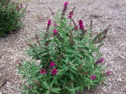 Pin On Mygardenanswers
