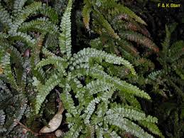 Image result for Adiantum hispidulum