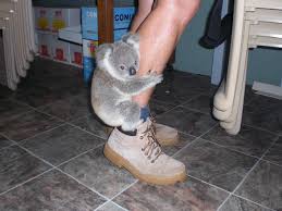 Koala Limpet Our Sweet Mother Nature Cute Animals Funny Animal Pictures Funny Koala