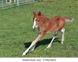 Small Horse Images, Stock Photos & Vectors | Shutterstock