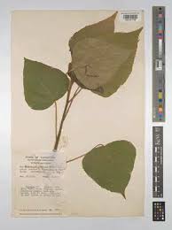 Image result for Macaranga capensis