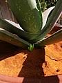 Aloe Vera Wikipedia