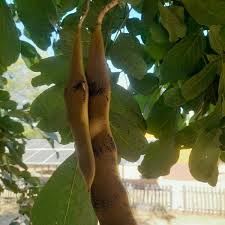 Image result for Millettia stuhlmannii