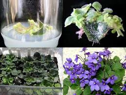 May 24, 2021·plant cell tissue and organ culture. Plant Tissue And Organ Culture