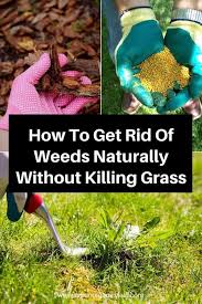 How to eliminate grass in garden. How To Kill Weeds Naturally Without Killing Grass