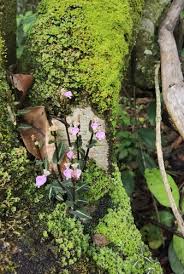 Image result for Disperis reichenbachiana