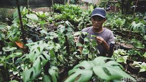 6 jenis tanaman hias bunga yang cocok digantung Manfaat Menanam Dan Budidaya Tanaman Hias Monstera Populer Untuk Pecinta Kebun