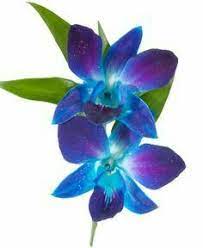 Blue Dendrobium Orchid Tattoo 3 Blue Orchid Flower Blue Orchid Tattoo Blue Orchids