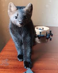 Russian Sable Animal Google Search In 2020 Unusual Animals Unique Animals Animals