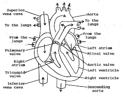 Easy to draw, nice to look at. Easy Realistic Heart Sk H Novocom Top