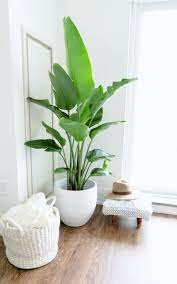 Chic Rustic Modern Boho Home Design Arredamento Piante Da Interni Arredare Con Le Piante Da Appartamento Piante Da Appartamento