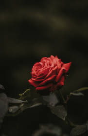 flowers 100 best free flower petal plant and pink photos on unsplash beautiful roses red roses wallpaper aesthetic roses