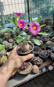 Image result for Pterodiscus elliottii