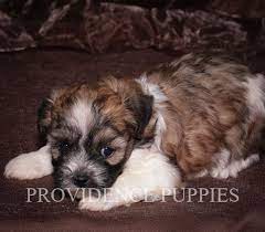 These small pups are also called zuchons or shichons and their friendly disposition make them ideal house pets and therapy dogs. Pin On Providence Puppies