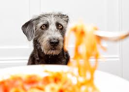 This type of food is not toxic to cats, but it will likely give them indigestion, gas. Can Dogs Eat Pasta