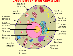 We did not find results for: Print Map Quiz Cell Structure Function Hotspot Use Full Screen Or This Will Be Difficult Life Science