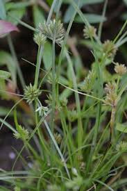 Image result for Cyperus squarrosus