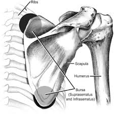 Image result for Scapulothoracic Injection