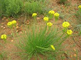 Image result for Bulbine capitata