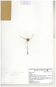 Image result for Cyperus cuspidatus