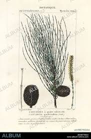 Image result for Casuarina verticillata