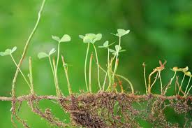 Image result for Marsilea villifolia