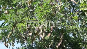 This tree is fast growing and should live to 100 (maybe even 120). Honey Locust Tree With Fruit Stock Video Pond5